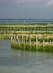 Conch Farm